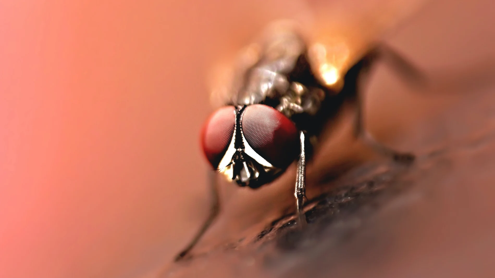 Imagen de archivo de una mosca negra