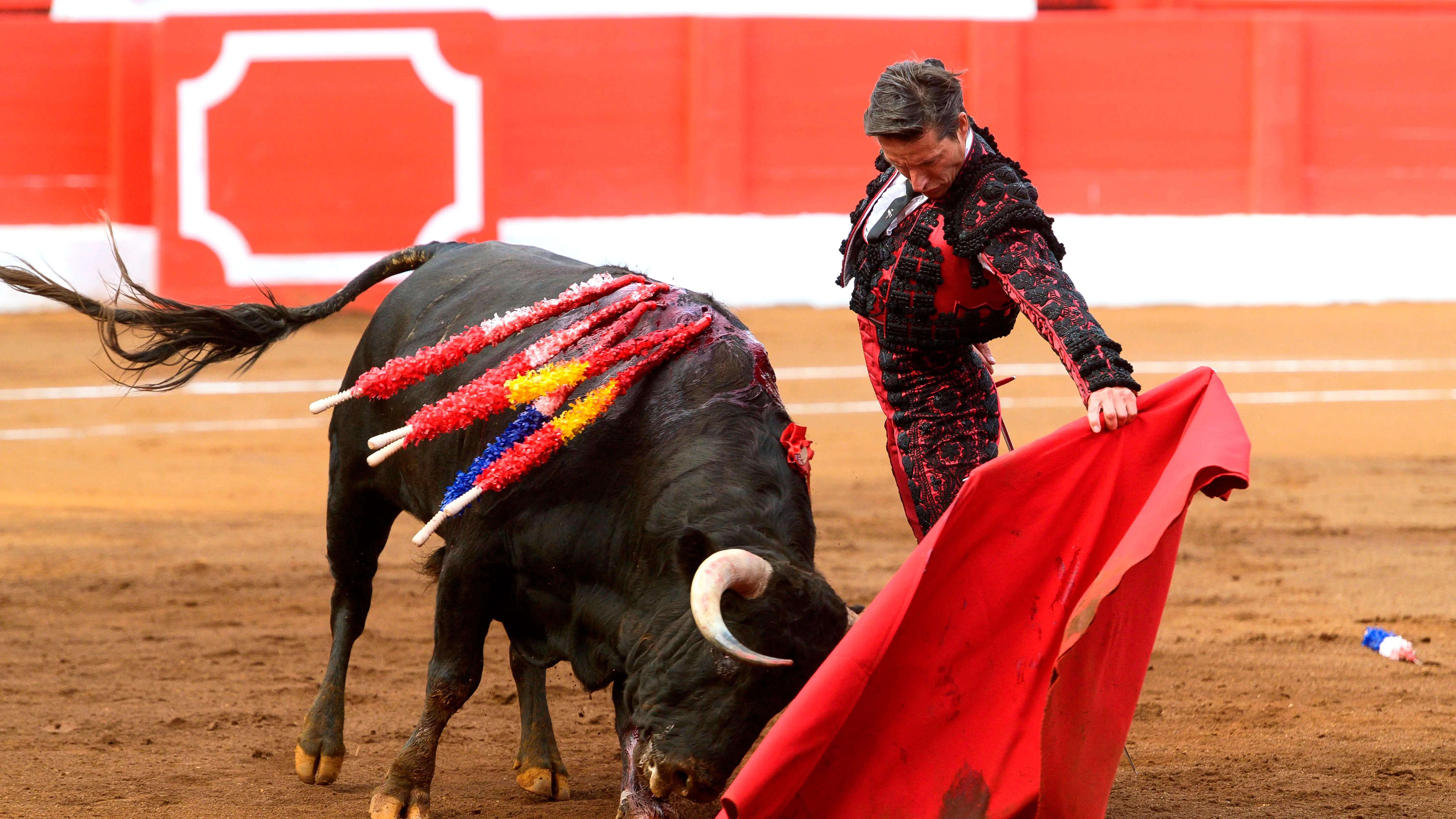 Gijón prohíbe las corridas de toros en la ciudad tras sacrificar a dos morlacos de nombre 'Feminista' y 'Nigeriano' Gijón prohíbe las corridas de toros en la ciudad tras sacrificar a dos morlacos de nombre 'Feminista' y 'Nigeriano'