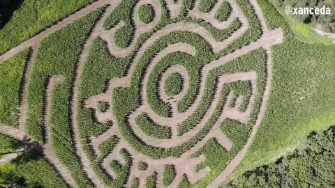 "Covid piérdete" el mensaje que se lee en un laberinto en Galicia "Covid piérdete" el mensaje que se lee en un laberinto en Galicia