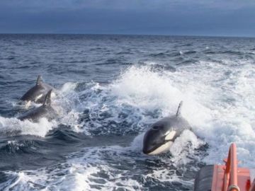 Orcas en la zona marítima del Estrecho