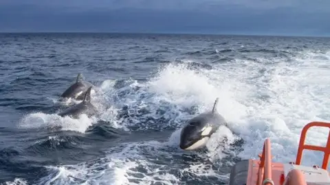 Orcas en la zona marítima del Estrecho Orcas en la zona marítima del Estrecho