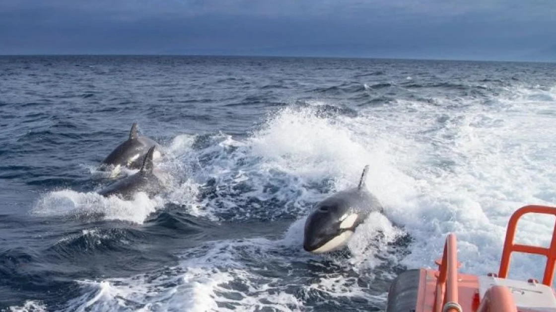 Orcas en la zona marítima del Estrecho Orcas en la zona marítima del Estrecho