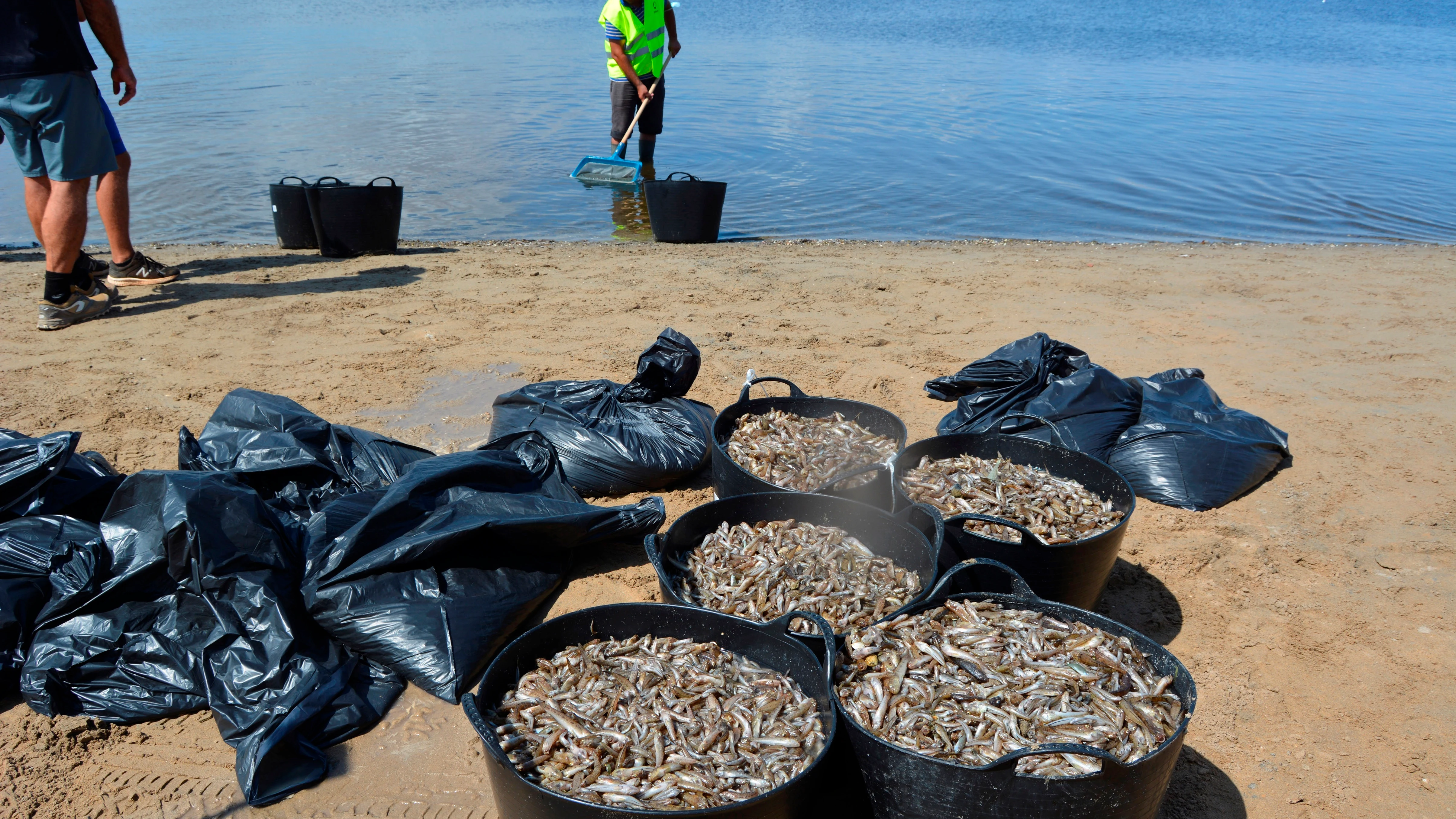 Peces muertos en el Mar Menor