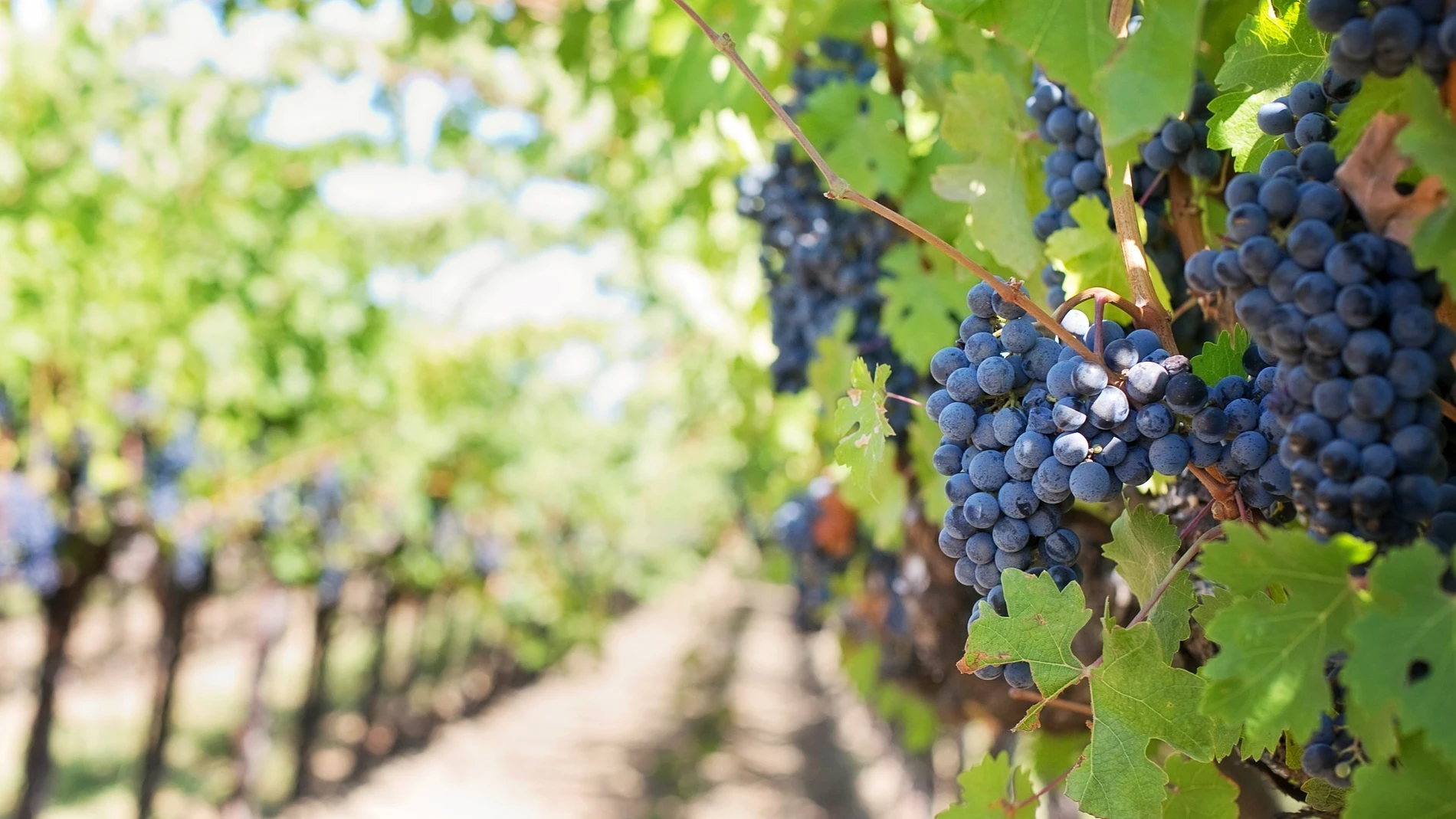 La primera ola de calor del verano afecta a nuestros viñedos