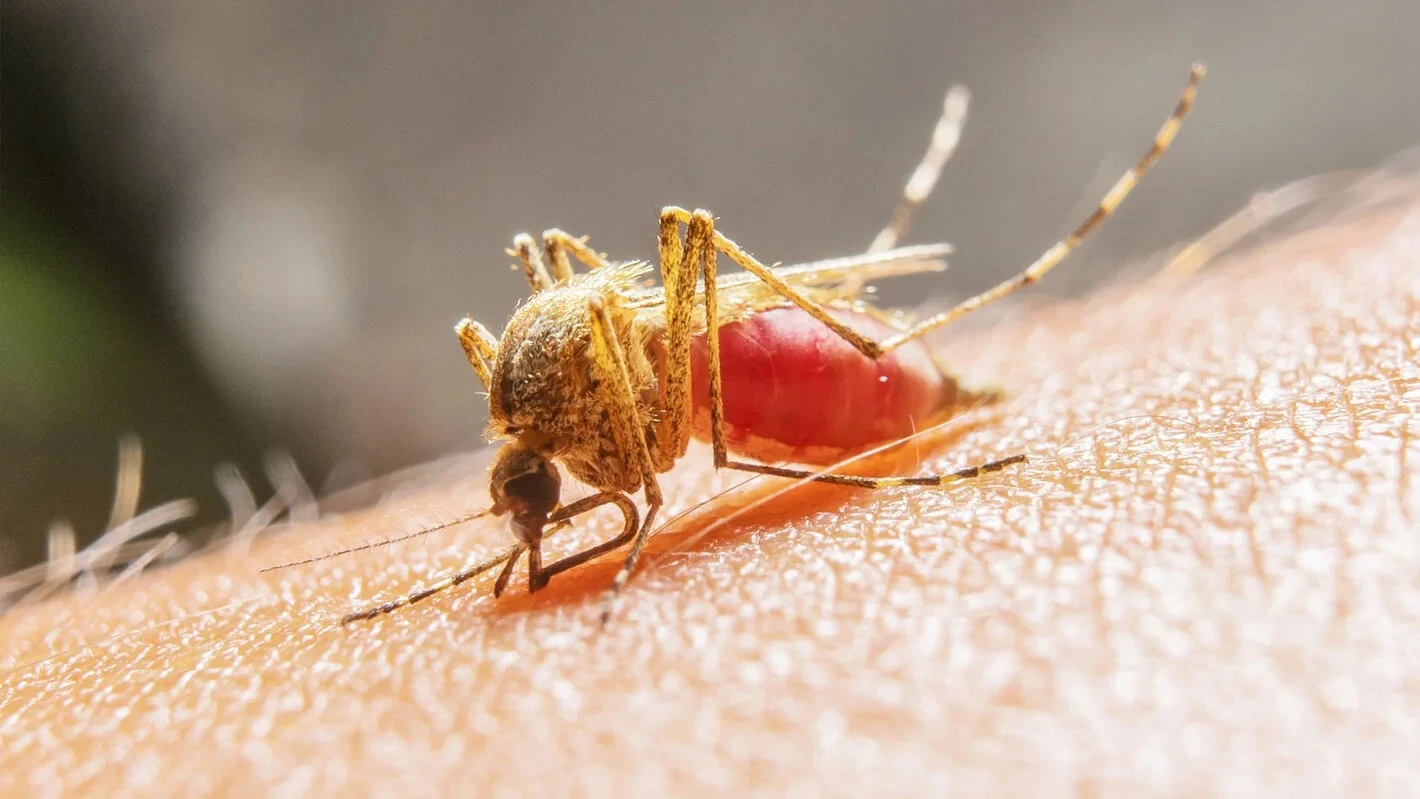 Imagen de archivo de un mosquito 