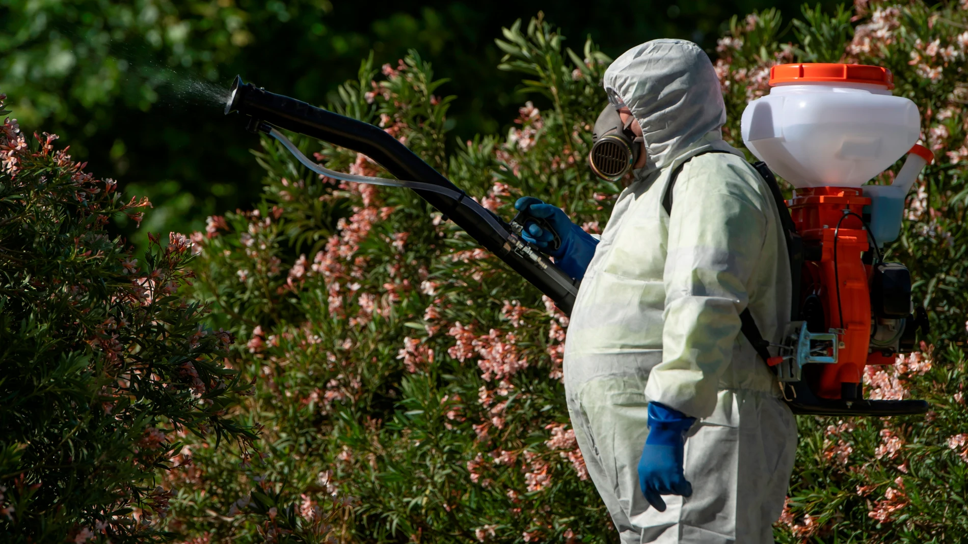 Fumigando el insecto que contagia el virus del Nilo Fumigando el insecto que contagia el virus del Nilo