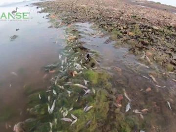 Miles de peces muertos aparecen en varias playas del Mar Menor por sexto día consecutivo
