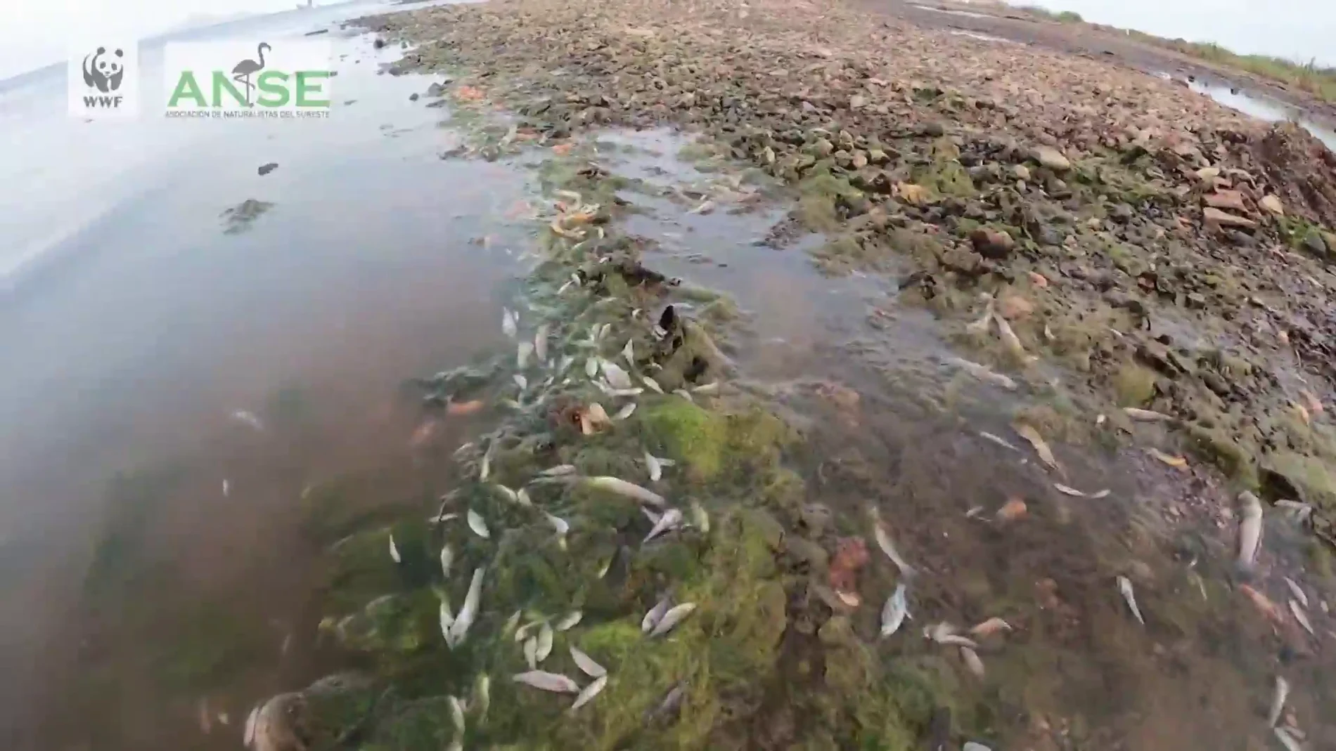 Miles de peces muertos aparecen en varias playas del Mar Menor por sexto día consecutivo