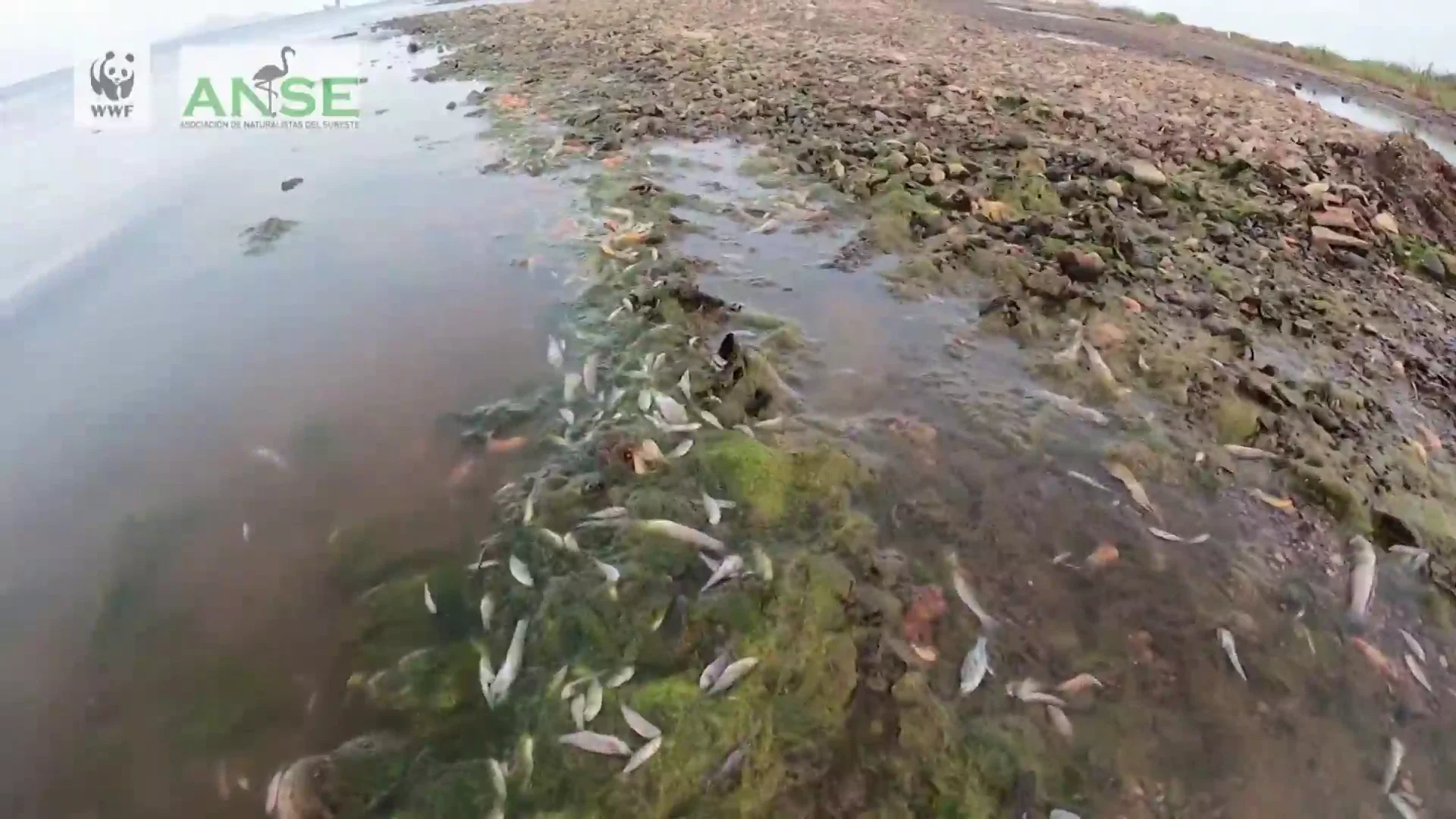 Miles de peces muertos aparecen en varias playas del Mar Menor por sexto d&iacute;a consecutivo