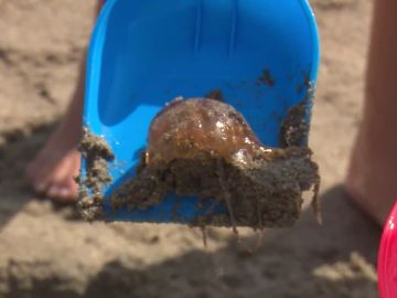 Las medusas continúan en las playas de Málaga, aunque empiezan a desaparecer poco a poco