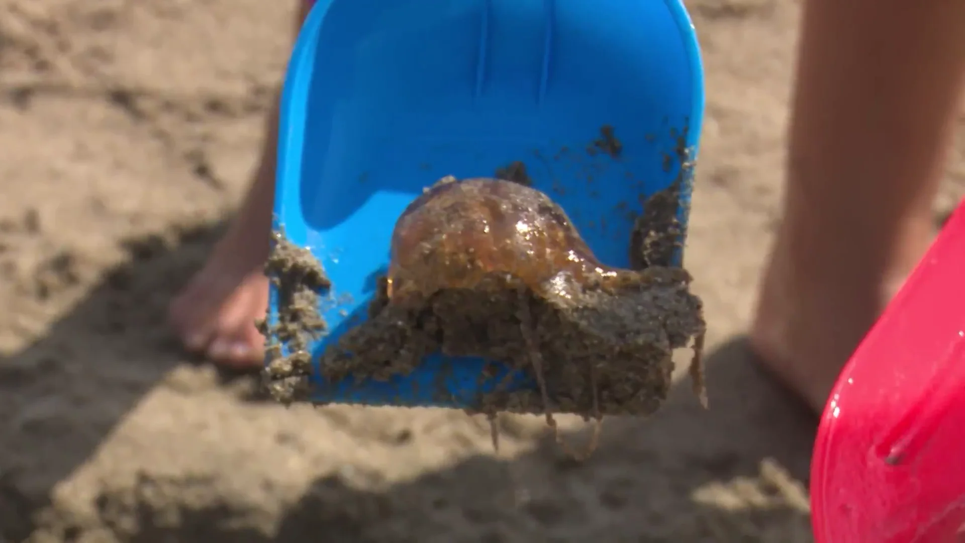 Las medusas continúan en las playas de Málaga, aunque empiezan a desaparecer poco a poco Las medusas continúan en las playas de Málaga, aunque empiezan a desaparecer poco a poco