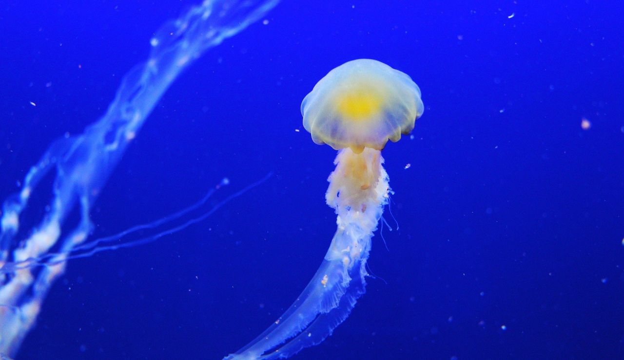 Esta es la razón por la que cada vez hay más medusas en las costas españolas