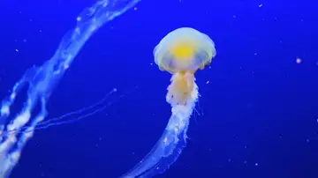 PEsta es la razón por la que cada vez hay más medusas en las costas españolas