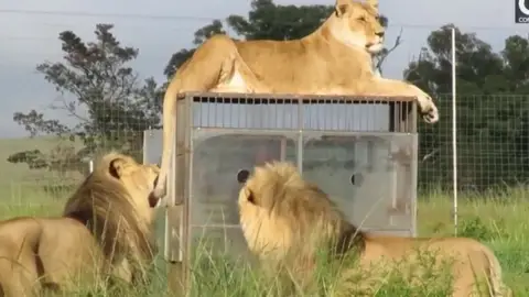 Safari a la inversa Safari a la inversa