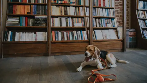 Perro en su hogar Perro en su hogar