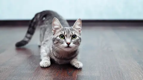 Gato en casa Gato en casa