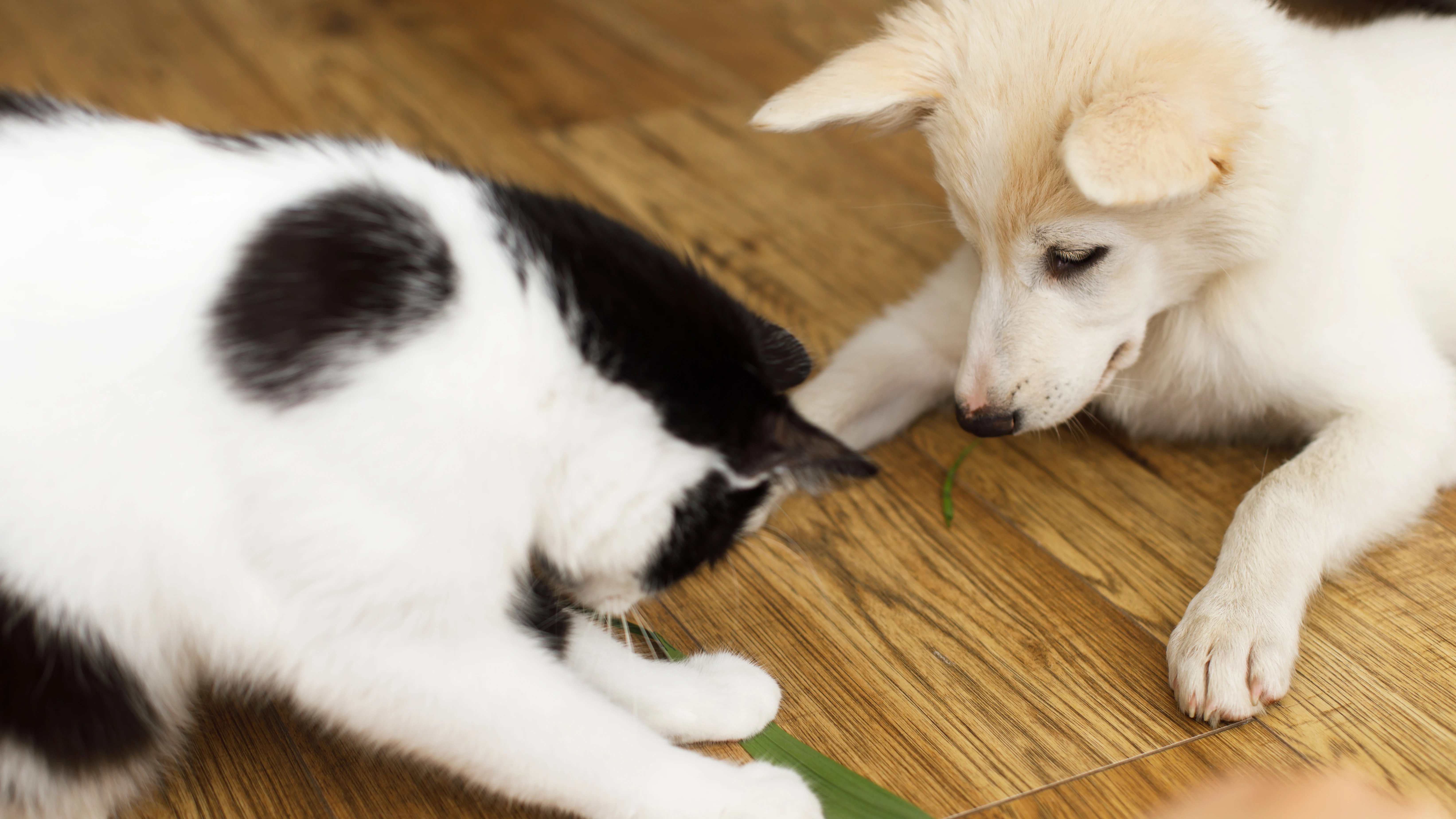 Gato y perro en casa Gato y perro en casa
