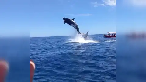 orcas barcos orcas barcos