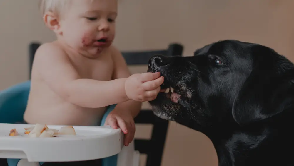 Niño dando de comer a un perro