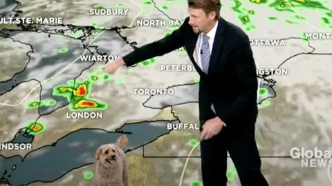 Un perro se cuela en una conexión en directo del periodista Anthony Farnell Un perro se cuela en una conexión en directo del periodista Anthony Farnell