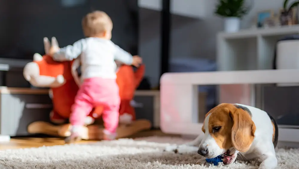 Niña pequeña y Beagle