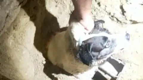 Rescate perro tuberías Rescate perro tuberías