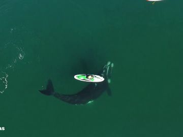 Deportes Antena 3 (03-09-21) Una ballena juega con una mujer mientras hace pádel surf en la Patagonia Argentina