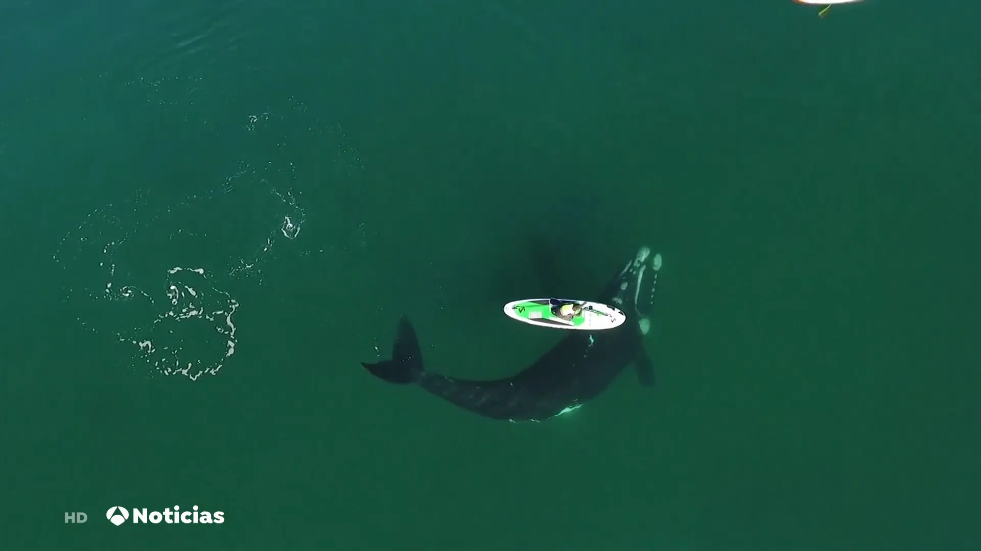 Deportes Antena 3 (03-09-21) Una ballena juega con una mujer mientras hace pádel surf en la Patagonia Argentina Deportes Antena 3 (03-09-21) Una ballena juega con una mujer mientras hace pádel surf en la Patagonia Argentina