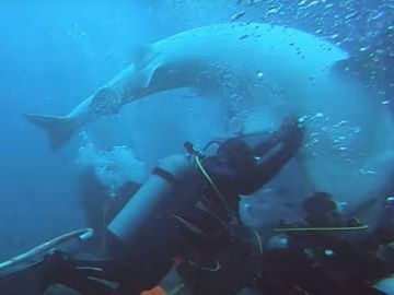Un foro de Reddit recuerda dos años después el increíble ataque de un tiburón tigre a unos buceadores