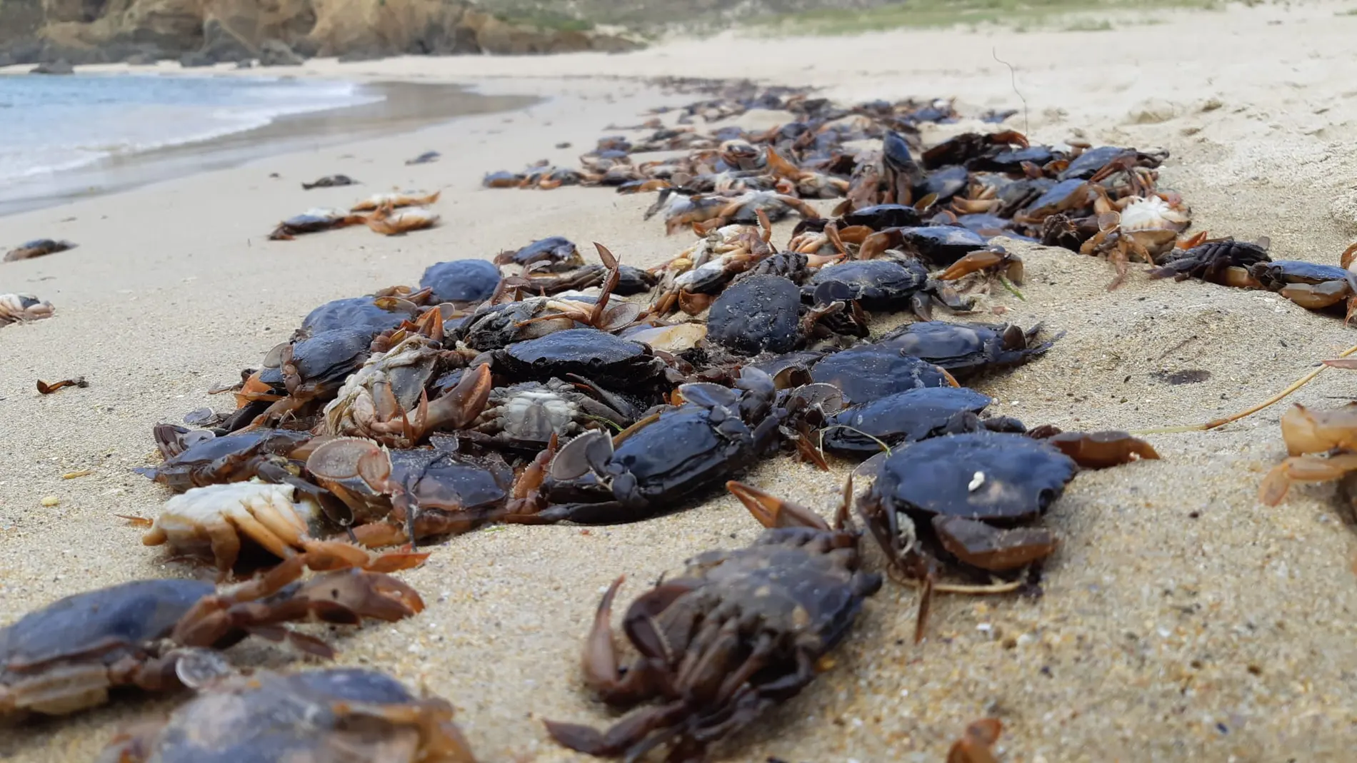 Cangrejos muertos cubren una playa de Valdoviño, A Coruña Cangrejos muertos cubren una playa de Valdoviño, A Coruña