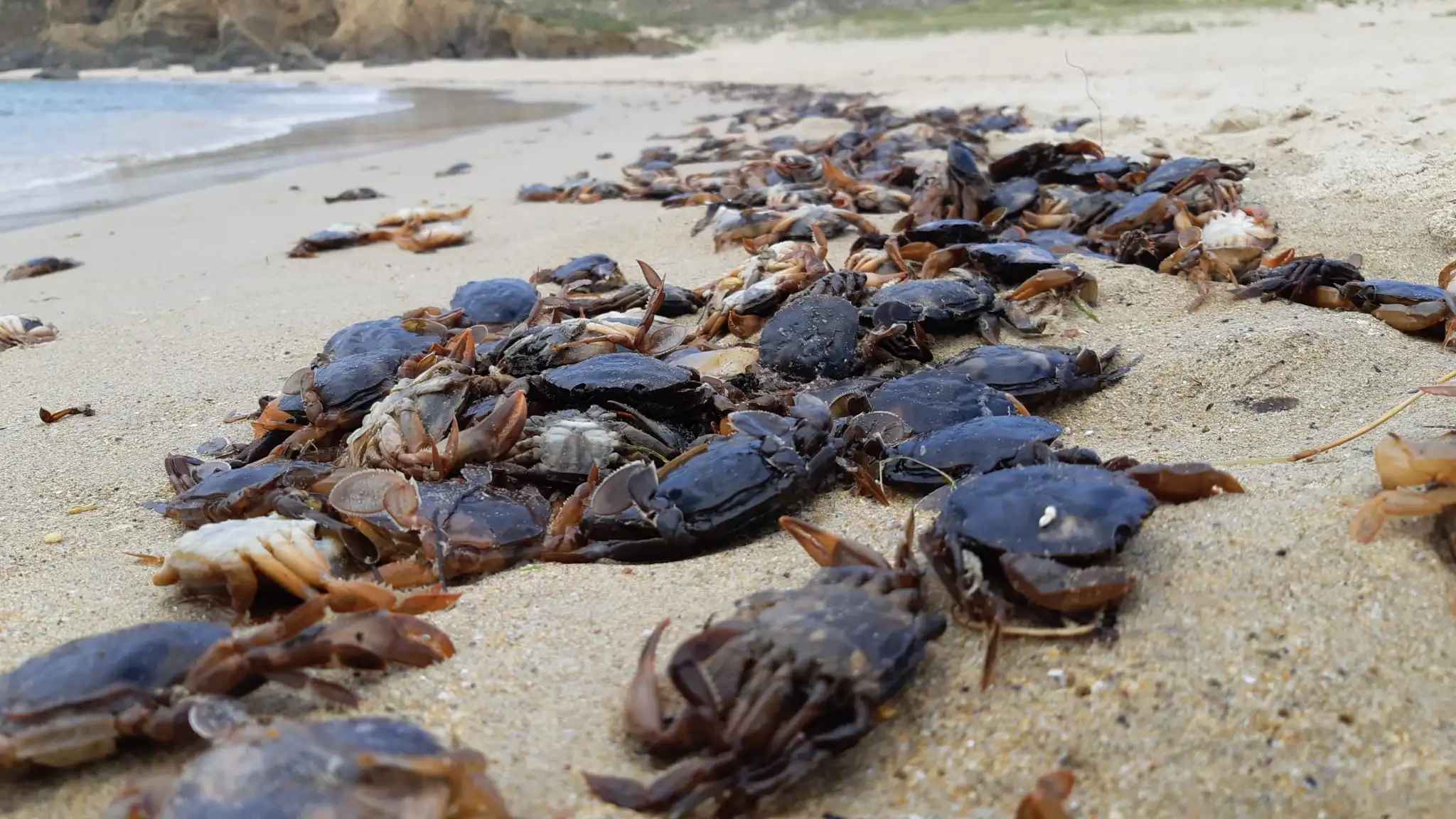 Cangrejos muertos cubren una playa de Valdoviño, A Coruña Cangrejos muertos cubren una playa de Valdoviño, A Coruña