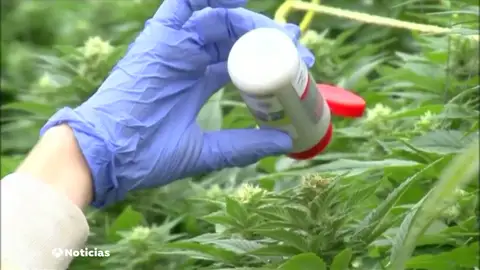 Un pueblo de Soria pasa de cultivar rosas a cannabis Un pueblo de Soria pasa de cultivar rosas a cannabis