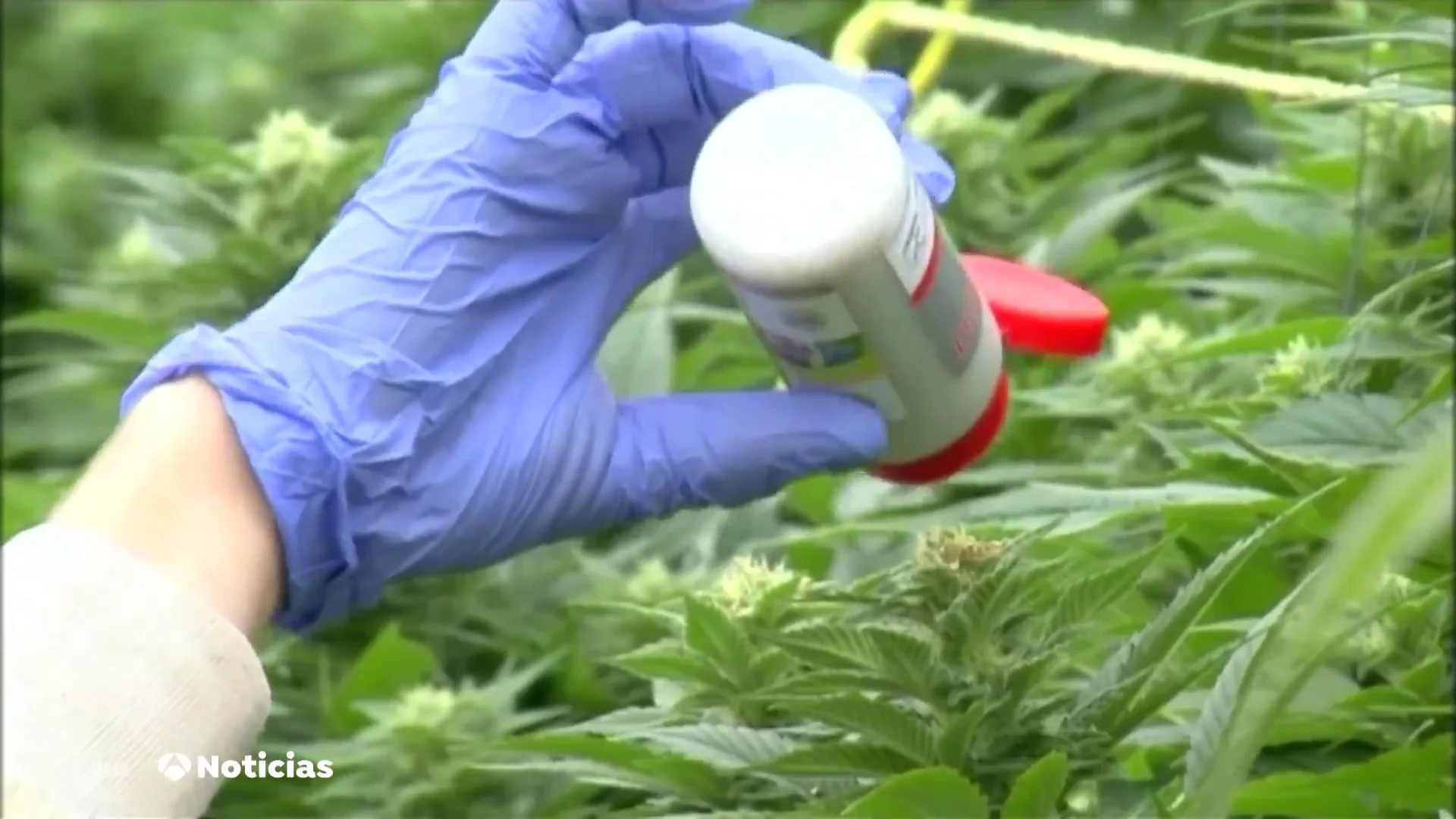 Un pueblo de Soria pasa de cultivar rosas a cannabis