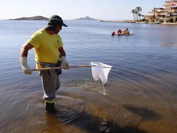 Un operario retira pescados muertos del Mar Menor Un operario retira pescados muertos del Mar Menor