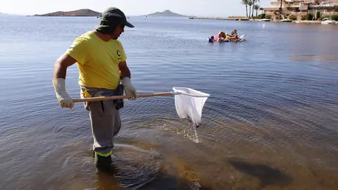 Un operario retira pescados muertos del Mar Menor Un operario retira pescados muertos del Mar Menor