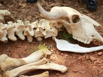 Se encuentra en Abric Romaní un campamento neandertal que data 60.000 años Se encuentra en Abric Romaní un campamento neandertal que data 60.000 años