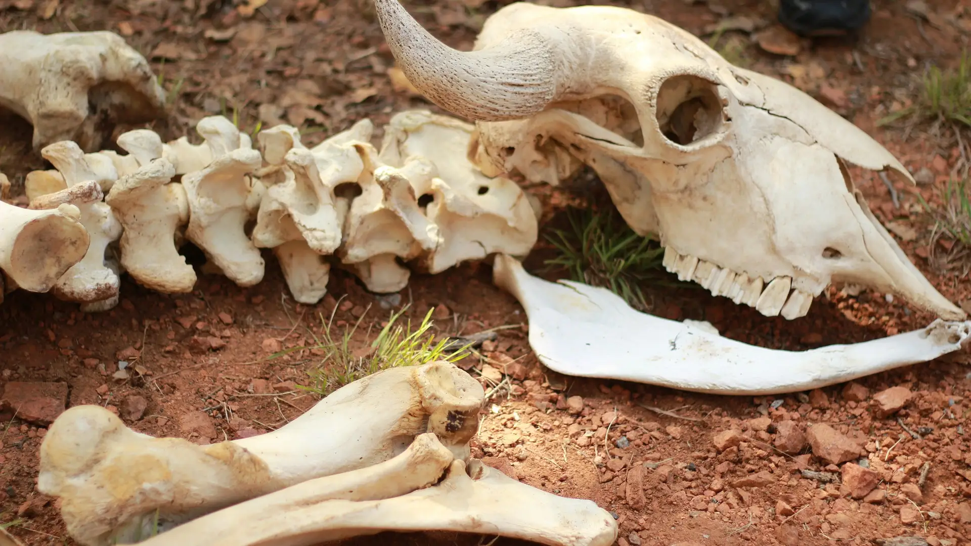 Se encuentra en Abric Romaní un campamento neandertal que data 60.000 años Se encuentra en Abric Romaní un campamento neandertal que data 60.000 años