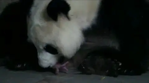 Oso panda parto gemelar Madrid Oso panda parto gemelar Madrid