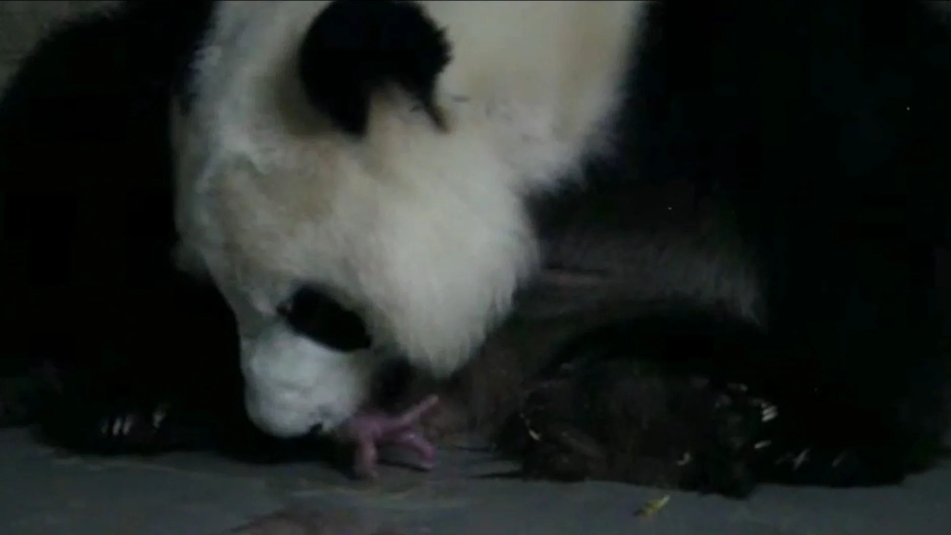 Oso panda parto gemelar Madrid Oso panda parto gemelar Madrid
