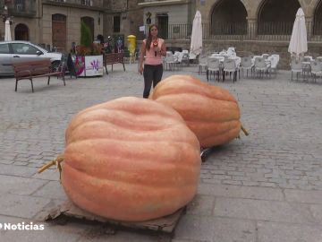 Calabazas gigantes de 700 kilos en Zamora