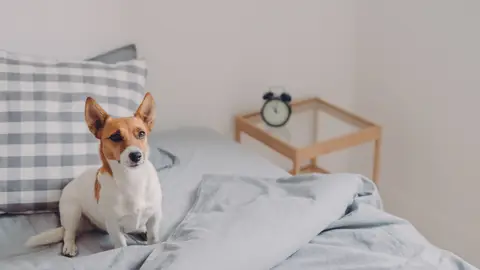 Perro encima de la cama Perro encima de la cama