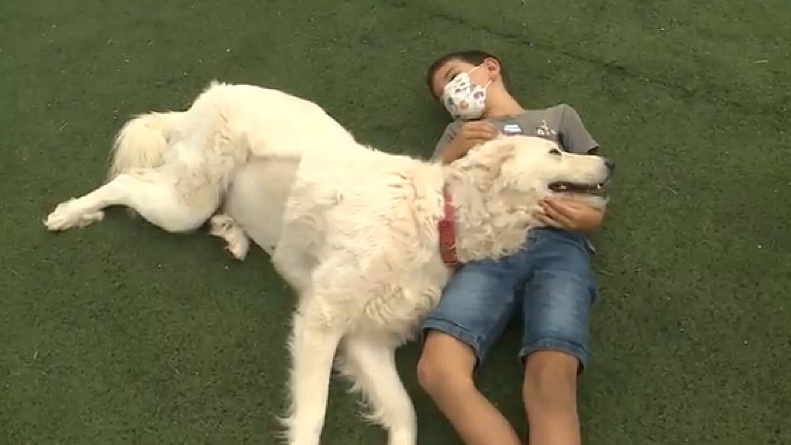 Los expertos aseguran que un perro bien socializado no debería ser agresivo tras el ataque mortal a un niño