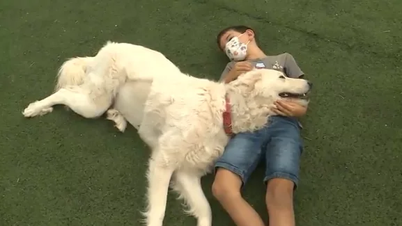  Los expertos aseguran que un perro bien socializado no deber&iacute;a ser agresivo tras el ataque mortal a un ni&ntilde;o
