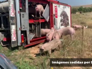 Herido el conductor de un camión que transportaba cerdos tras caer en la carretera en Alfés