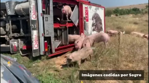 Herido el conductor de un camión que transportaba cerdos tras caer en la carretera en Alfés Herido el conductor de un camión que transportaba cerdos tras caer en la carretera en Alfés
