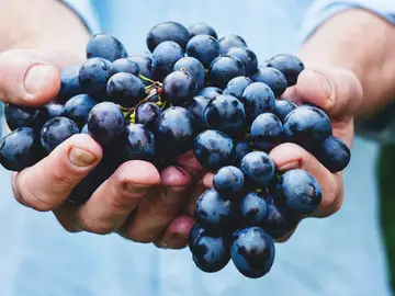 Uvas, un alimento que aporta mucha energía: Beneficios y propiedades nutricionales Uvas, un alimento que aporta mucha energía: Beneficios y propiedades nutricionales