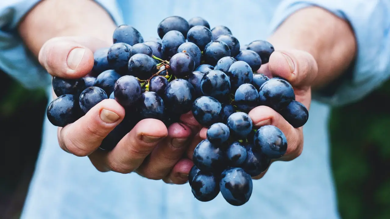 Uvas, un alimento que aporta mucha energ&iacute;a: Beneficios y propiedades nutricionales