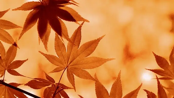 Otoño. Hojas Otoño