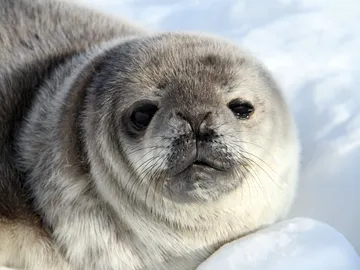 Foca de Weddell Foca de Weddell