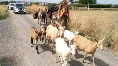 Buscan en La Rioja a un peregrino del Camino de Santiago con 7 cabras, 2 burros y un perro sin documentación 